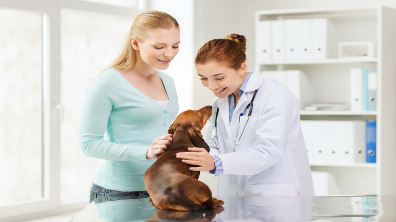 Ensure Your Pet’s Healthiness Using Veterinarians in Frederick