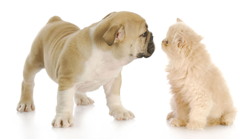 Tips for Finding the Best Services for Pets Grooming in Vandalia, OH