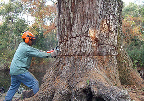 Reliable Tree Trimming Service in Rancho Cucamonga, CA