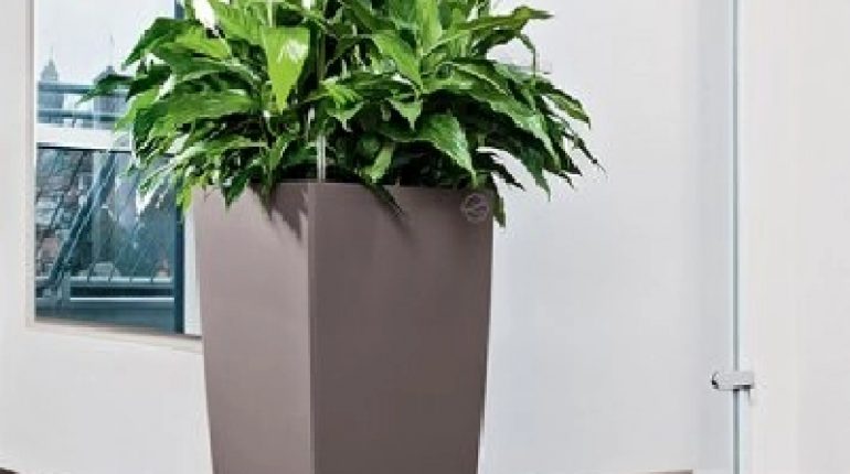 3 Benefits of Having Luxurious Indoor Plants in Your Office in Miami